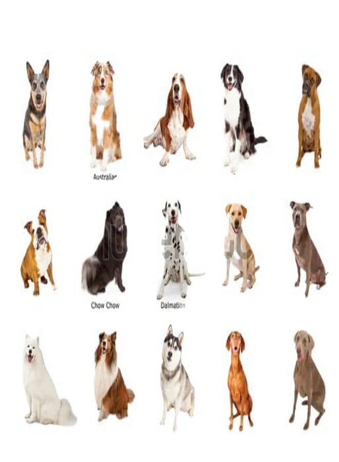 KittuPet مجموعة كيتو بيت للكلاب تتضمن حزامًا للصدرية، وطوقًا للرقبة، وحزامًا للرقبة، ومقودًا (مقاس كبير جدًا، أسود) - Image 4